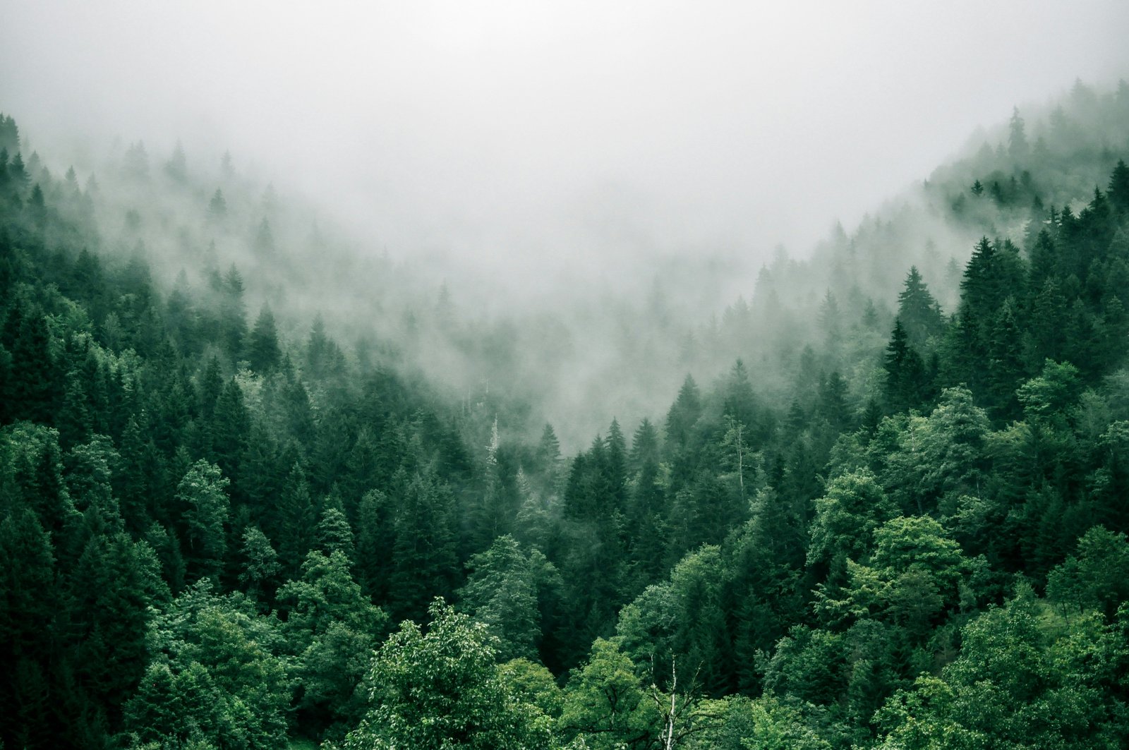 Misty forest canopy